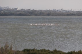 Flamingos and kitesurfing near Kedros