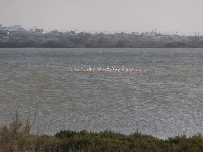 Flamingos and kitesurfing near Kedros