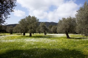 Naxos island on New York Times: “Peeling Back the Layers of Naxos, Greece” by Jennifer Gilmore