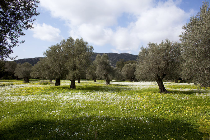Naxos island on New York Times: “Peeling Back the Layers of Naxos, Greece” by Jennifer Gilmore