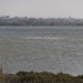 Flamingos and kitesurfing near Kedros