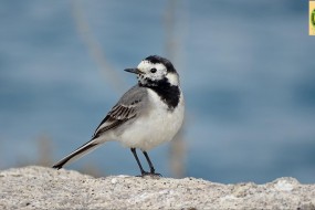 Naxos birds spring 2016