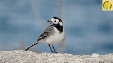 Naxos birds spring 2016